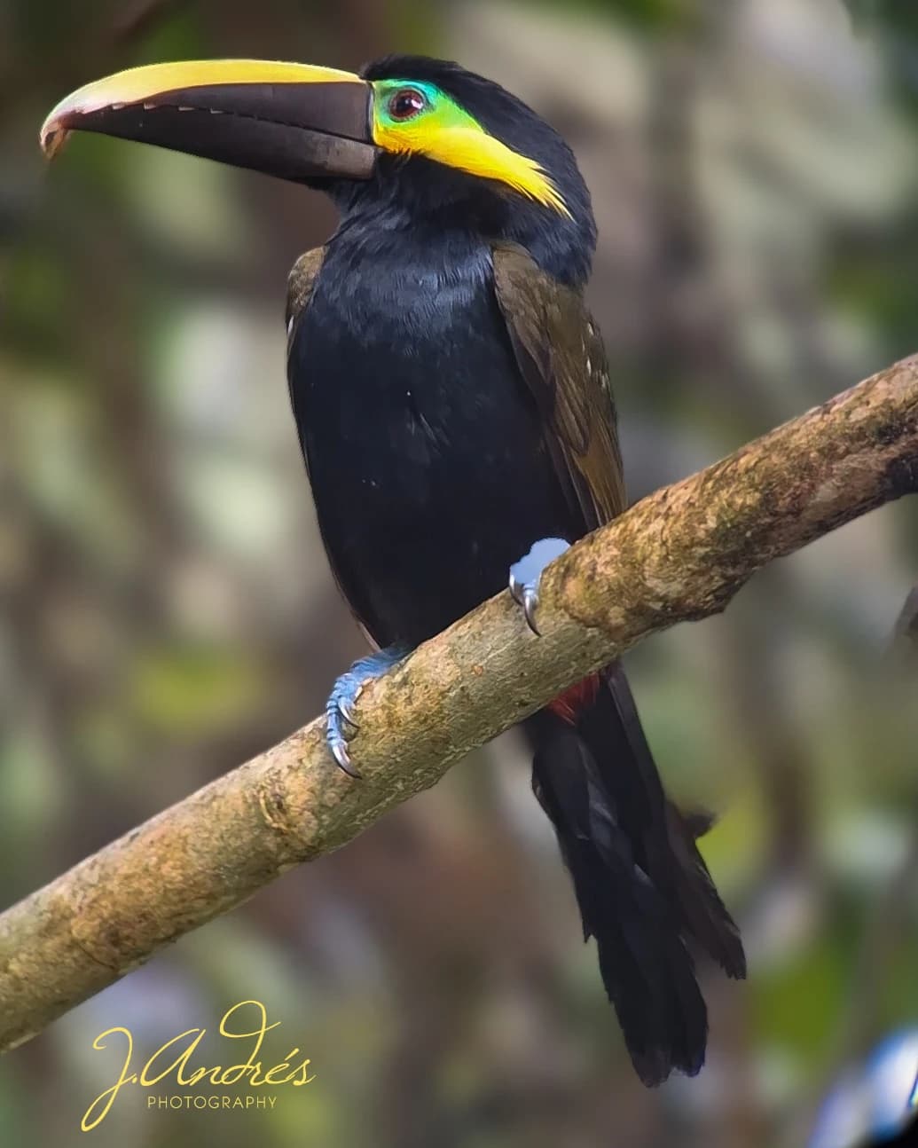 Expert birding guide with binoculars observing tropical birds in Costa Rica cloud forest